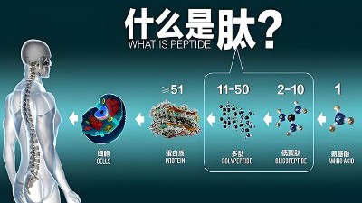 一分钟科普胶原蛋白肽的酶解工艺