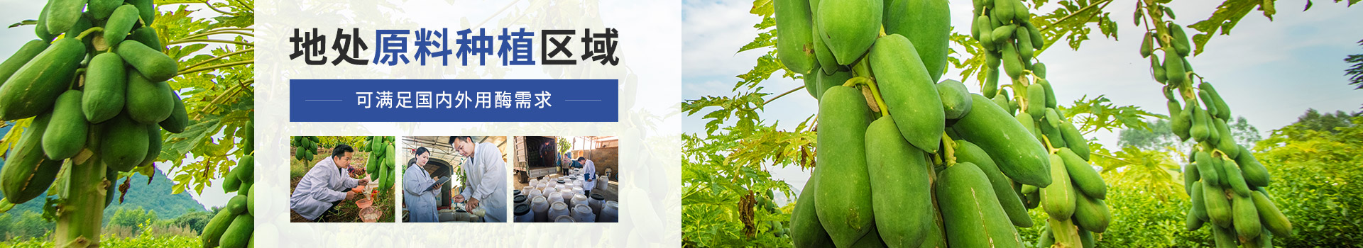 天生赢家凯发木瓜蛋白酶：地处原料种植区域，可满足国内外用酶需求